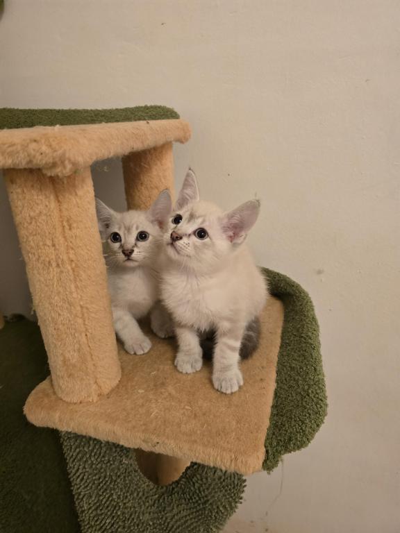 Lynx Point Siamese Kittens photo 4