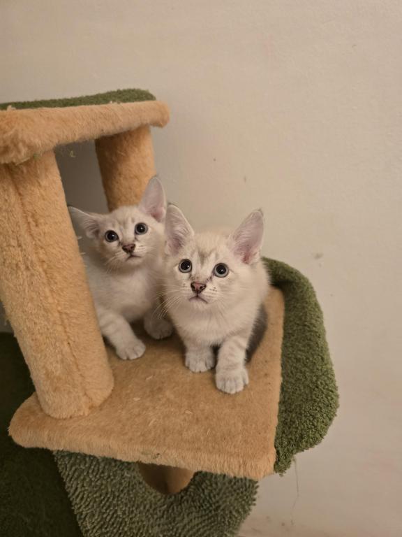 Lynx Point Siamese Kittens photo 5