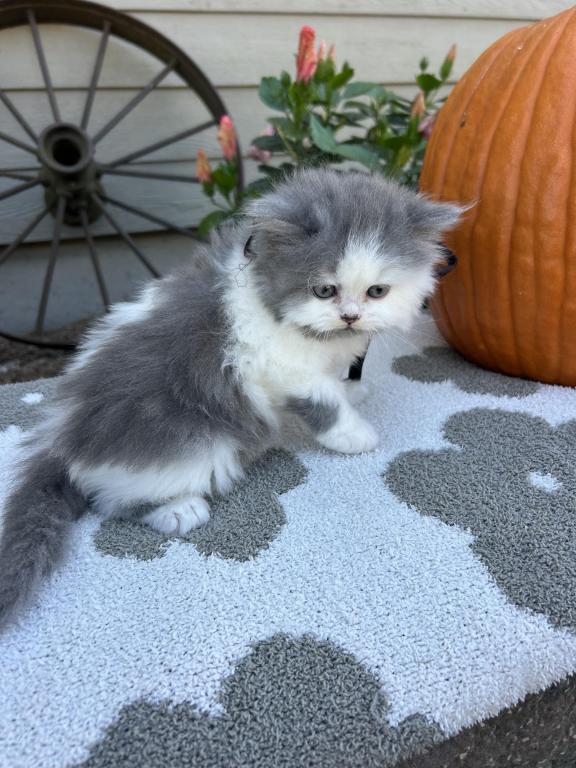 Nacho Dollface