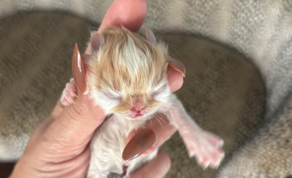 Gorgeous Christmas Kittens Available photo 6