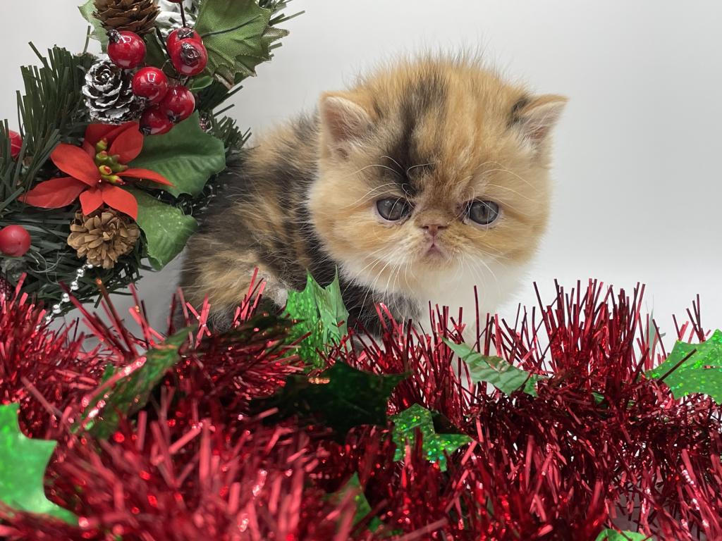 Gorgeous Christmas Kittens Available