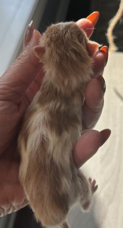 Gorgeous Christmas Kittens Available photo 7