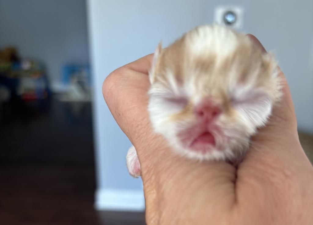 Gorgeous Christmas Kittens Available photo 2