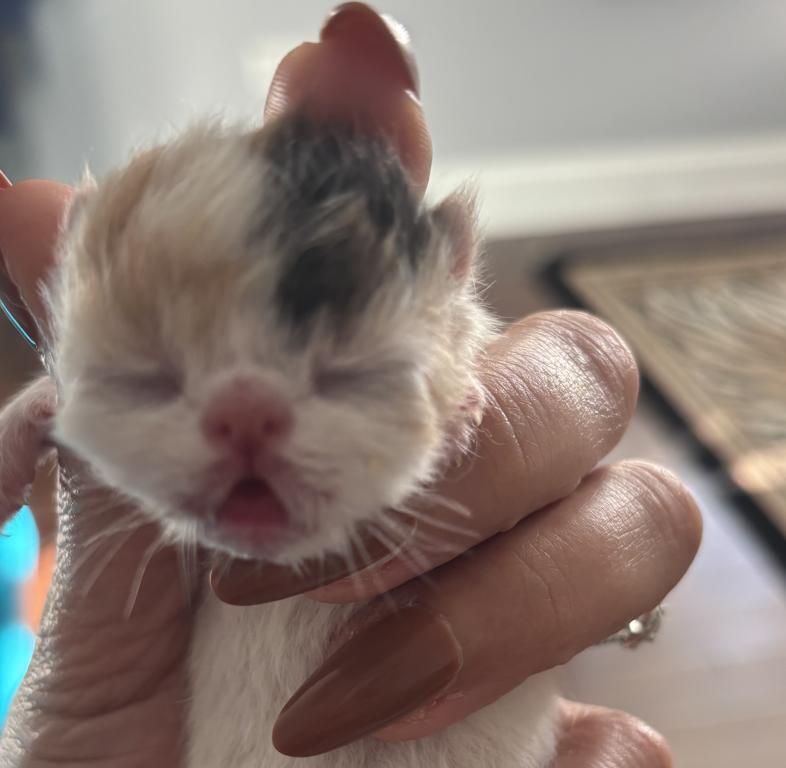 Gorgeous Christmas Kittens Available photo 5