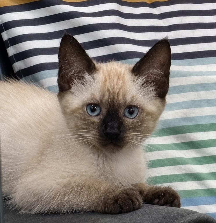 Kitten 1 photo 1