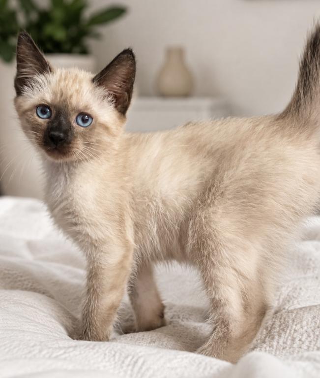 Kitten 1 photo 2