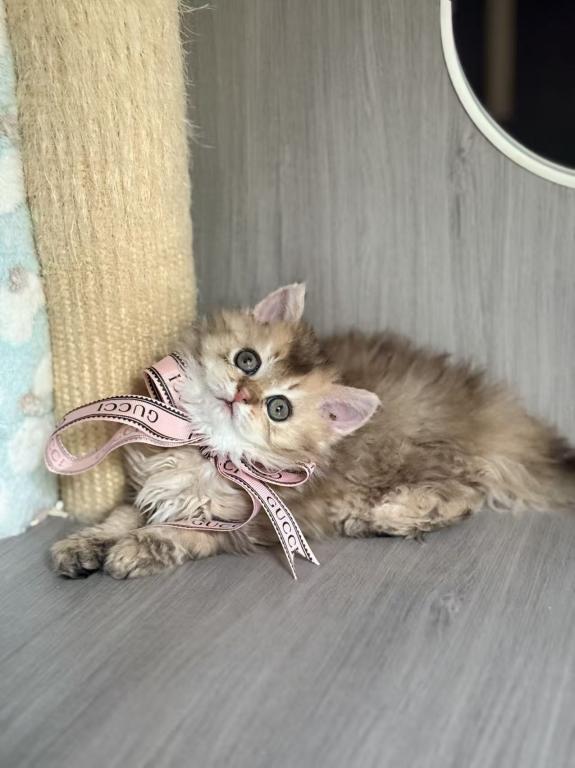Mochi photo 2