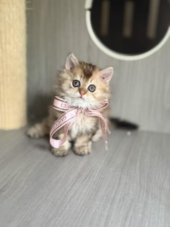 Mochi photo 1