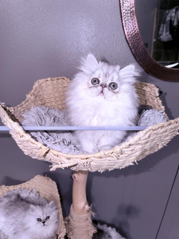 Shaded Lilac Chinchilla photo 4