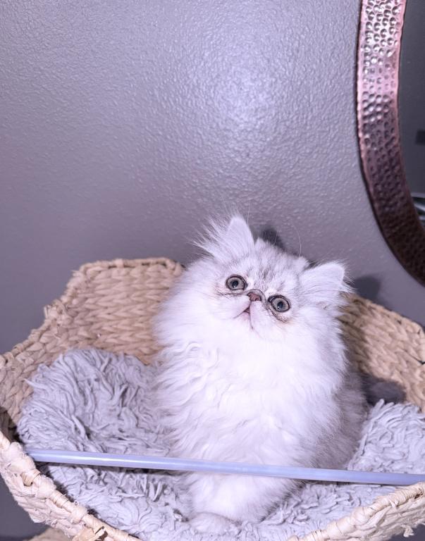 Shaded Lilac Chinchilla photo 7