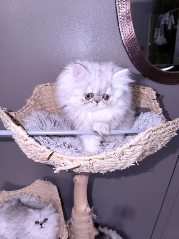 Shaded Lilac Chinchilla photo 5