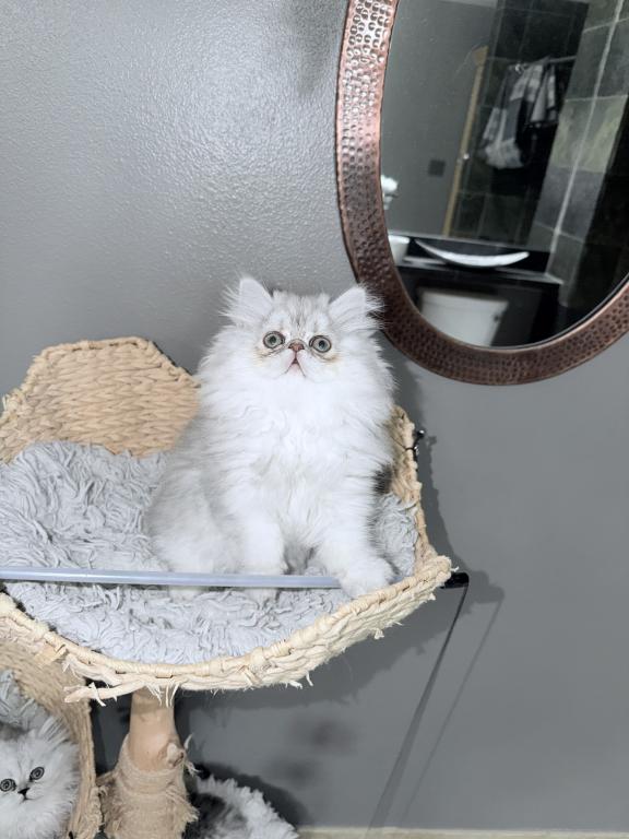 Shaded Lilac Chinchilla
