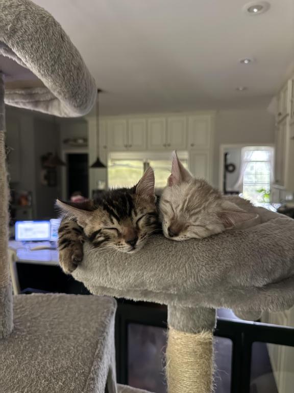 Bengal Kittens Available photo 7