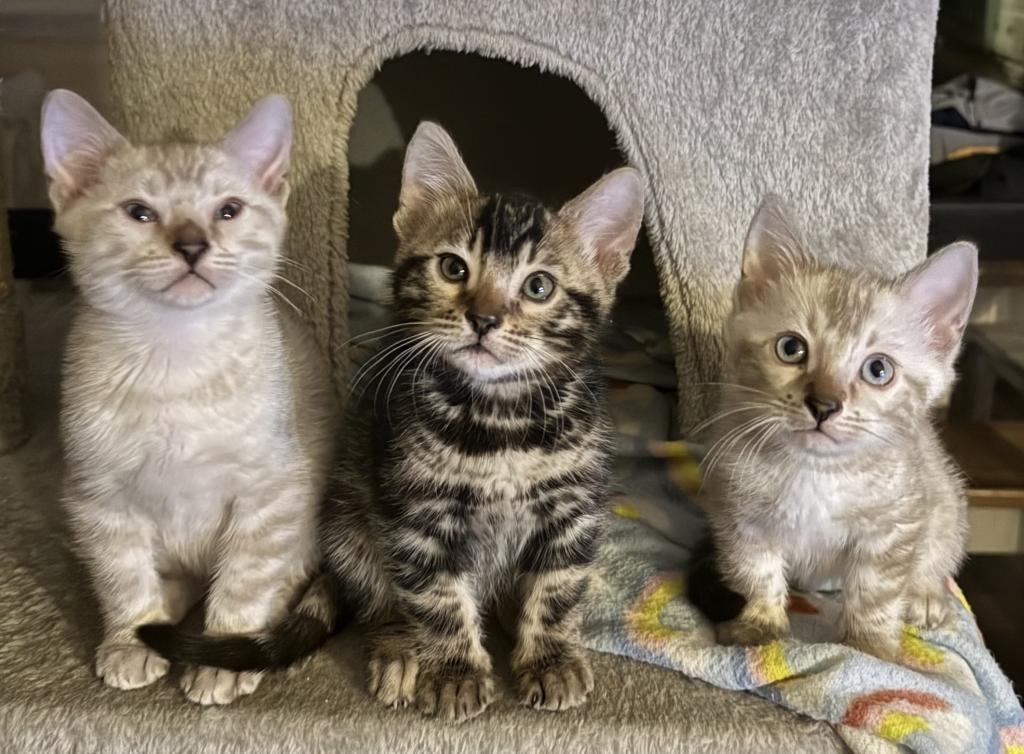 Bengal Kittens Available photo 5