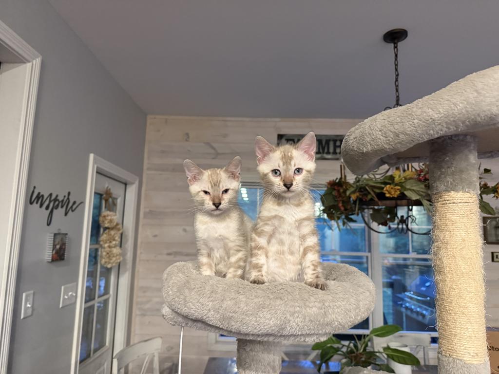 Bengal Kittens Available