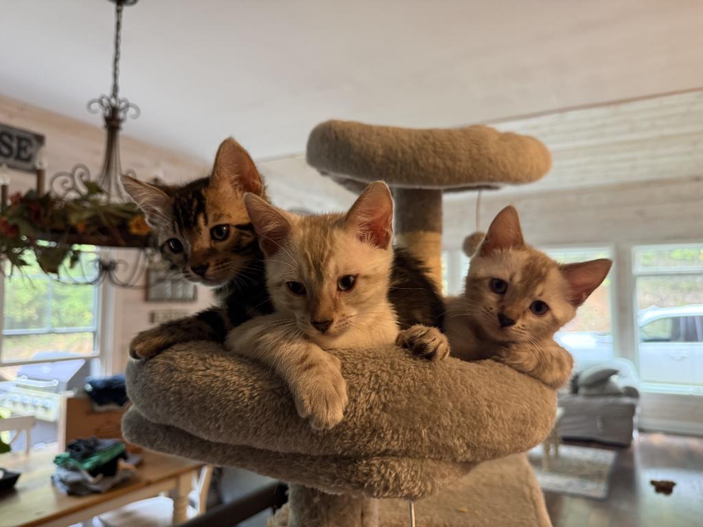 Bengal Kittens Available photo 6