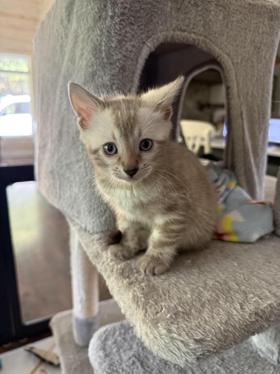 Bengal Kittens Available photo 3