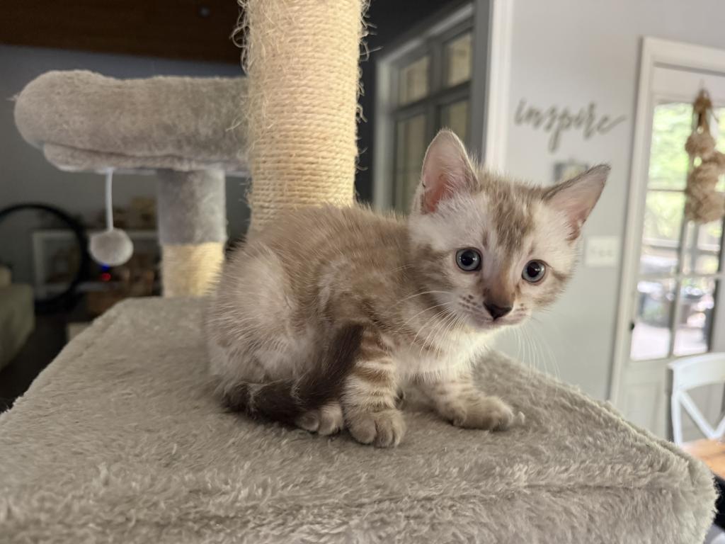 Bengal Kittens Available photo 2