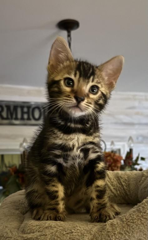 Bengal Kittens Available photo 4
