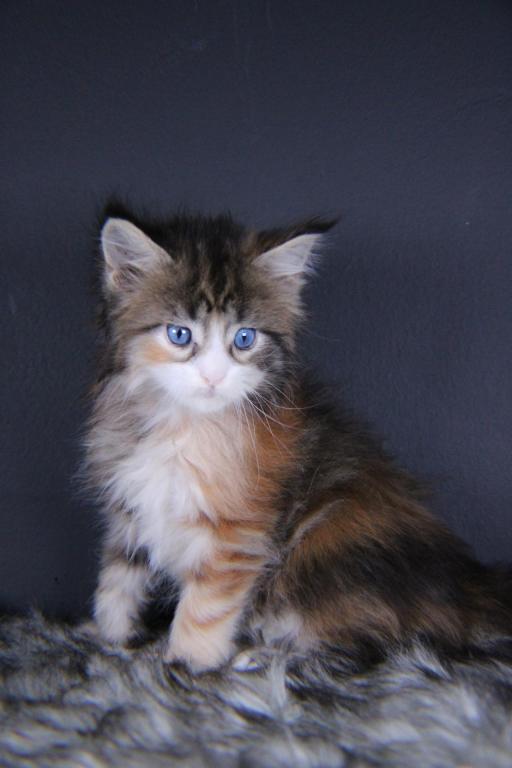 Amelia photo 1