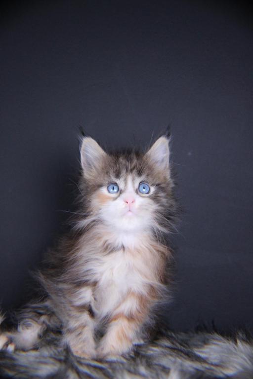 Amelia photo 5