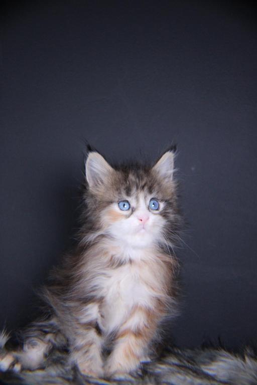 Amelia photo 4