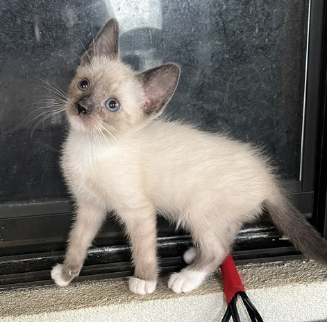 SIAMESE SNOWSHOE photo 1