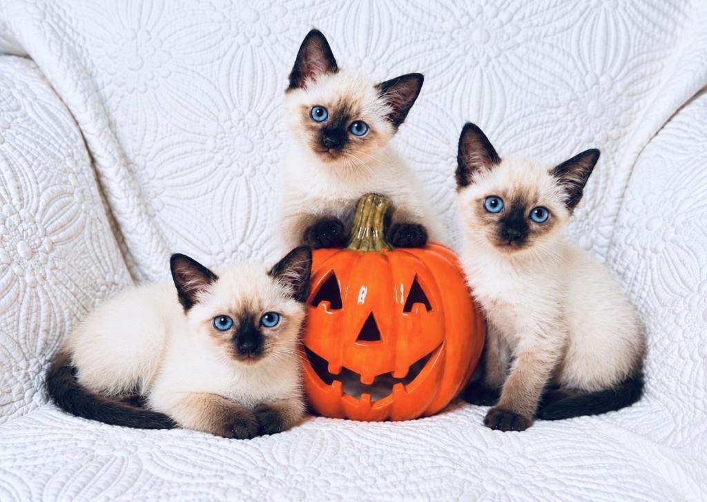 Siamese Litter