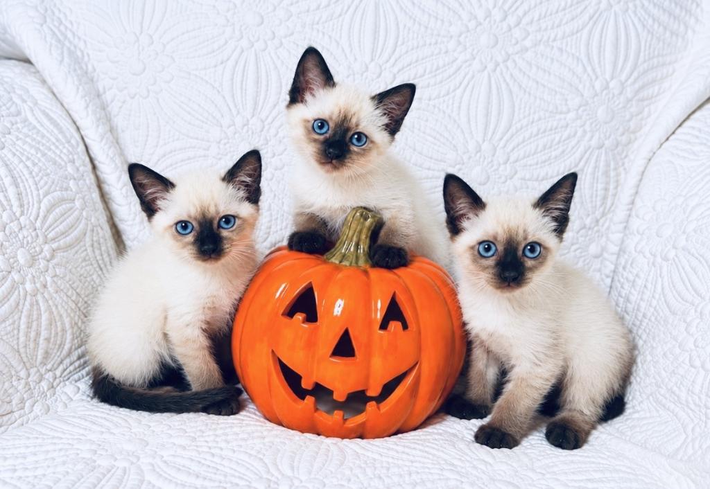 Siamese Litter photo 3