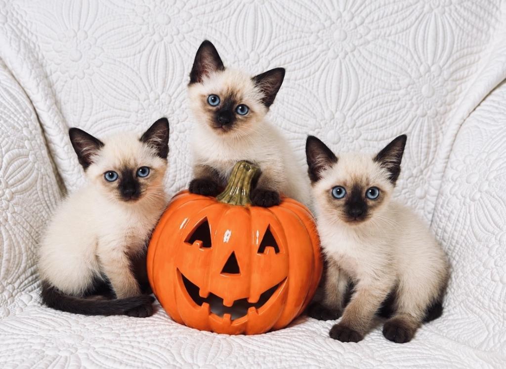 Siamese Litter photo 4