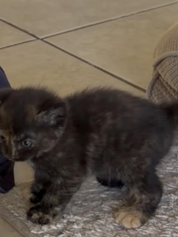 Tuxes' Litter