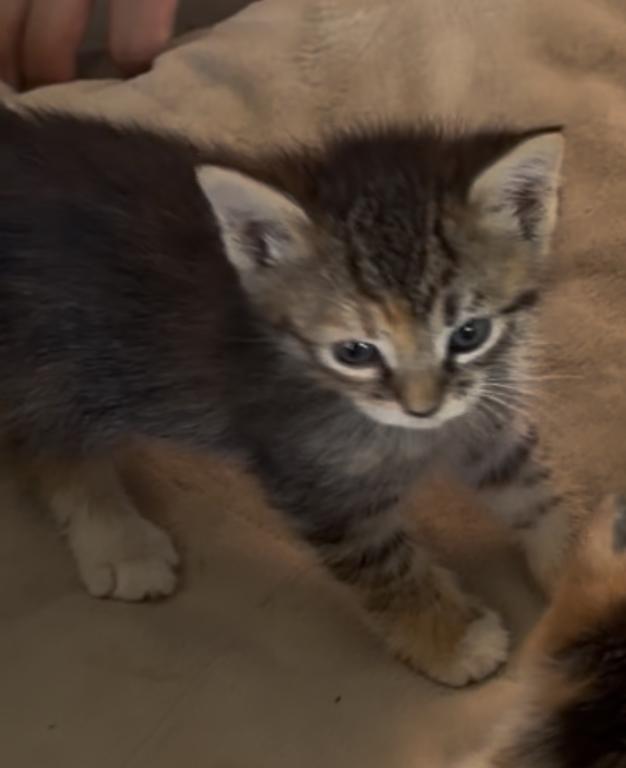 Tuxes' Litter photo 4