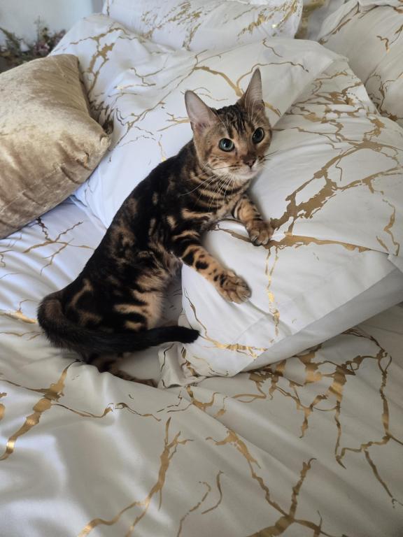 Bengal Marble Boy photo 3