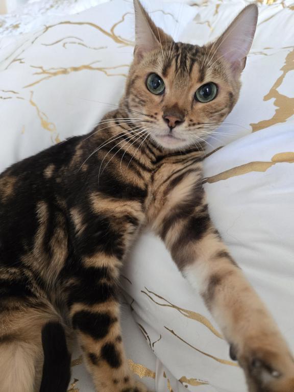 Bengal Marble Boy photo 2