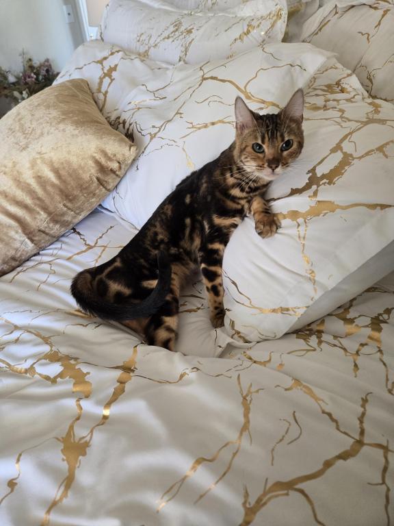 Bengal Marble Boy photo 1