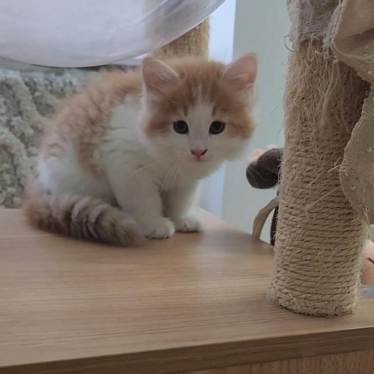 Yoshi Red And White photo 6