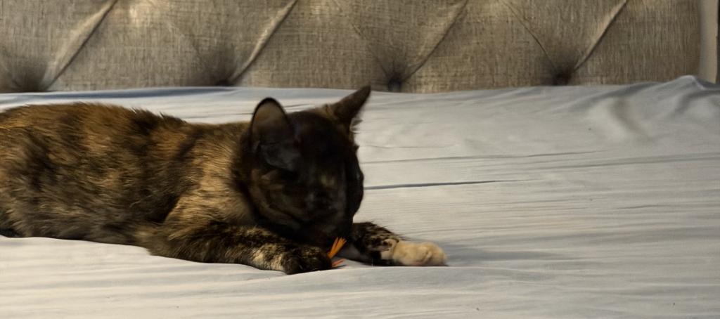 Bella photo 34