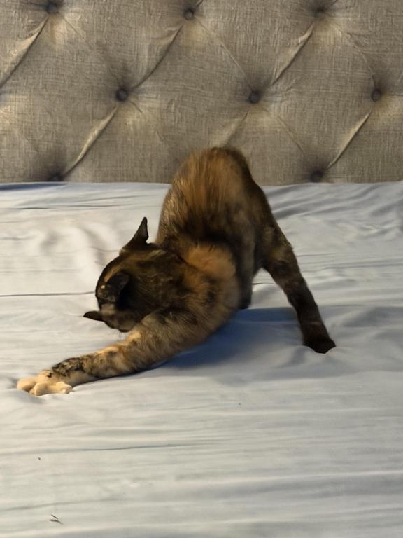 Bella photo 18