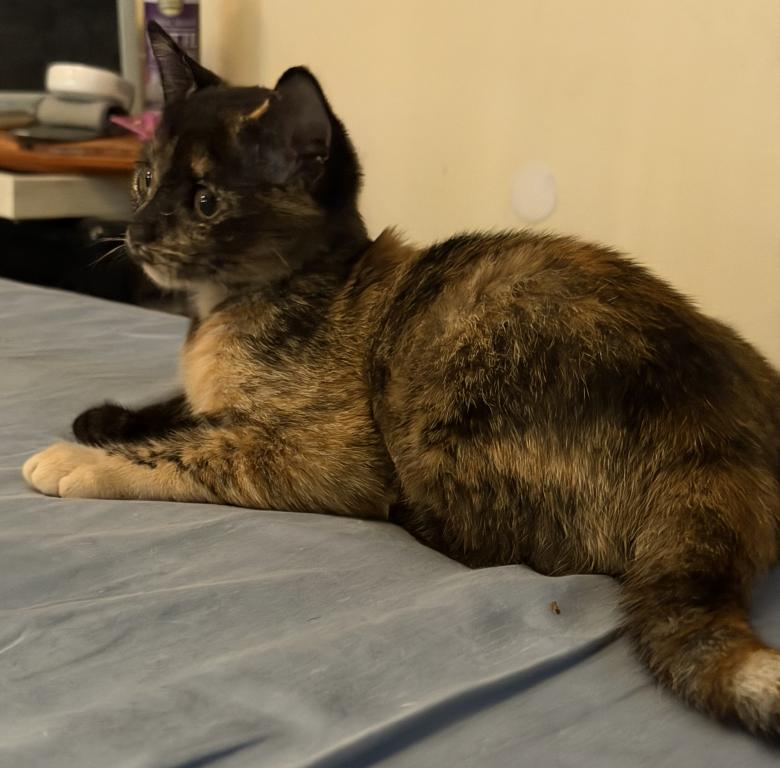 Bella photo 60