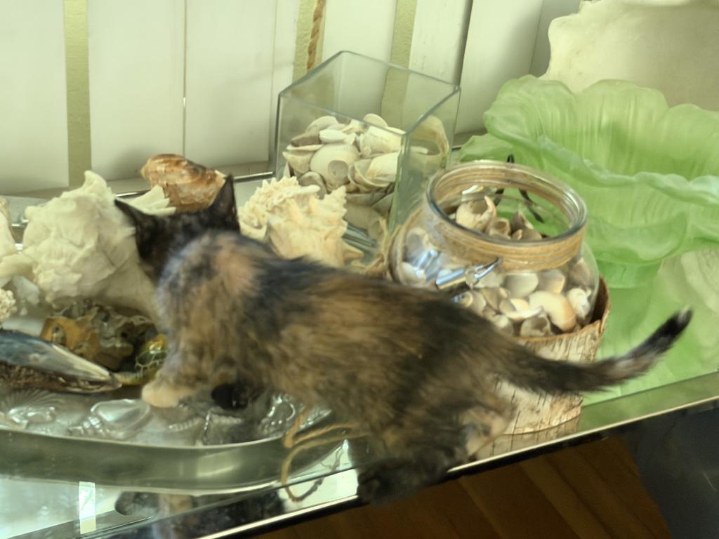 Bella photo 64