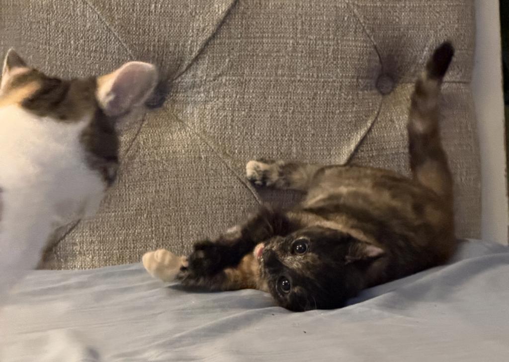 Bella photo 30