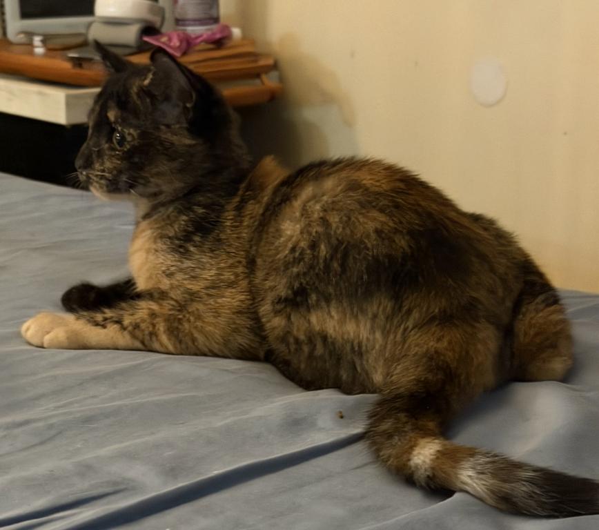 Bella photo 63