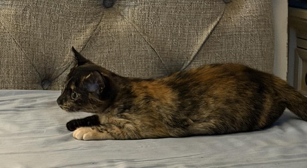 Bella photo 19