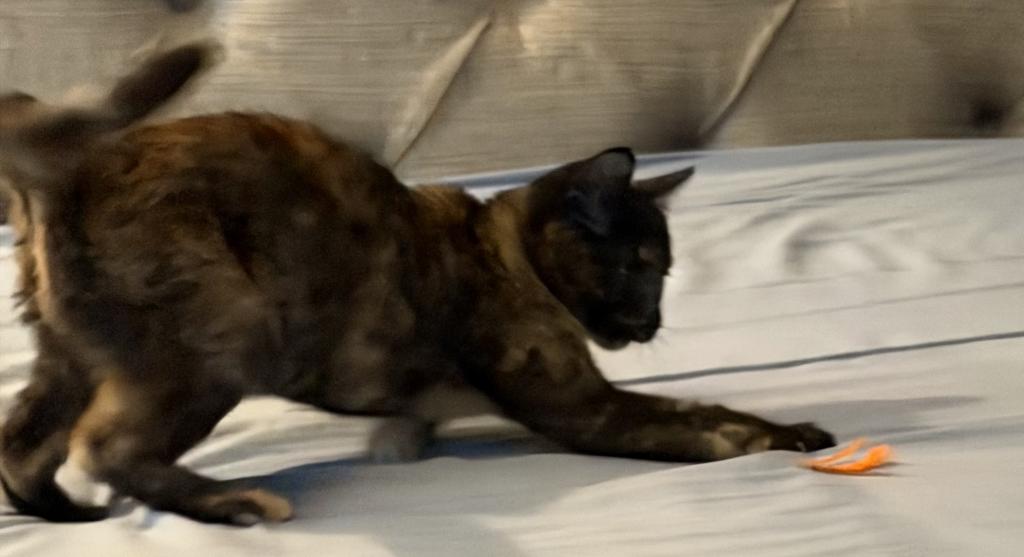 Bella photo 38