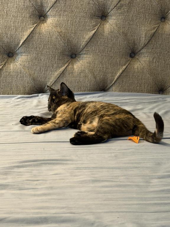 Bella photo 21