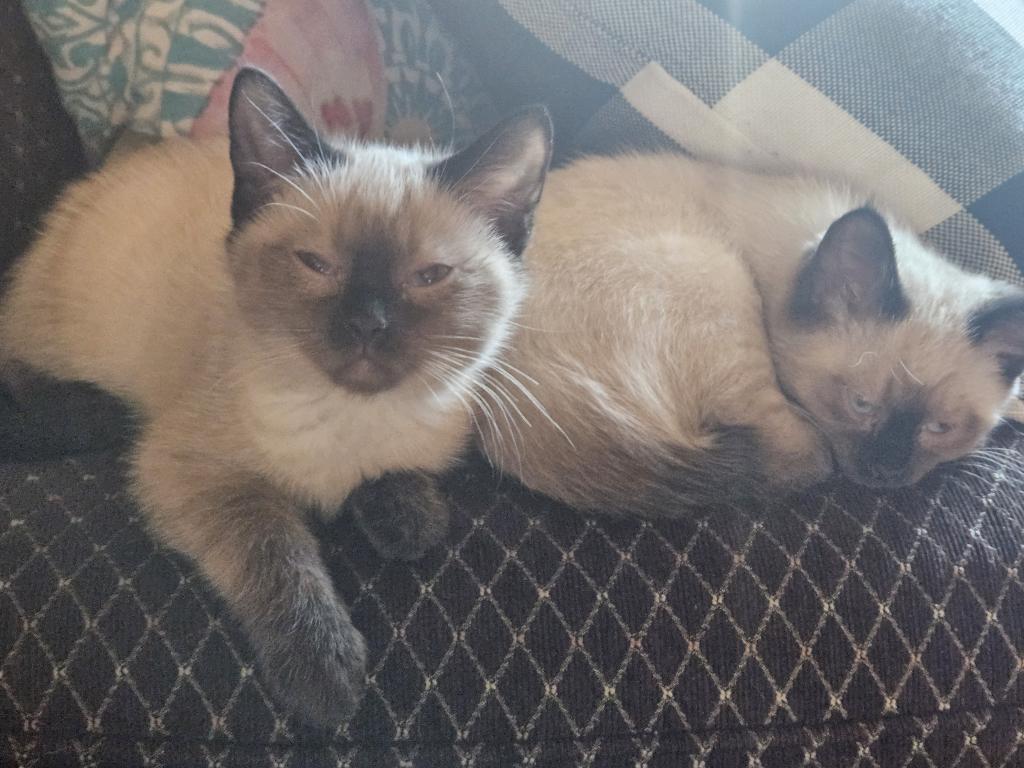 Siamese  Chocolate photo 5