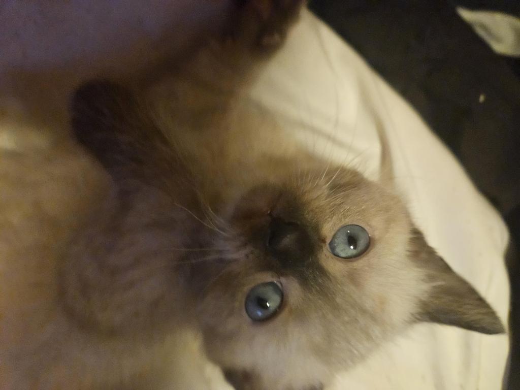 Siamese  Chocolate photo 2