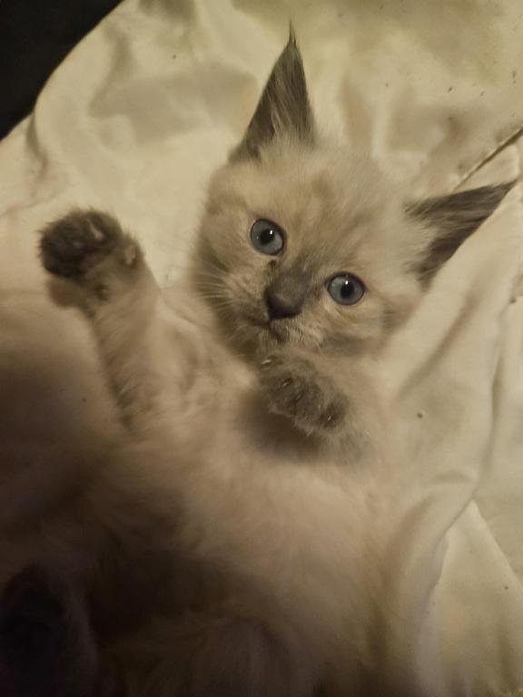Siamese  Chocolate photo 3
