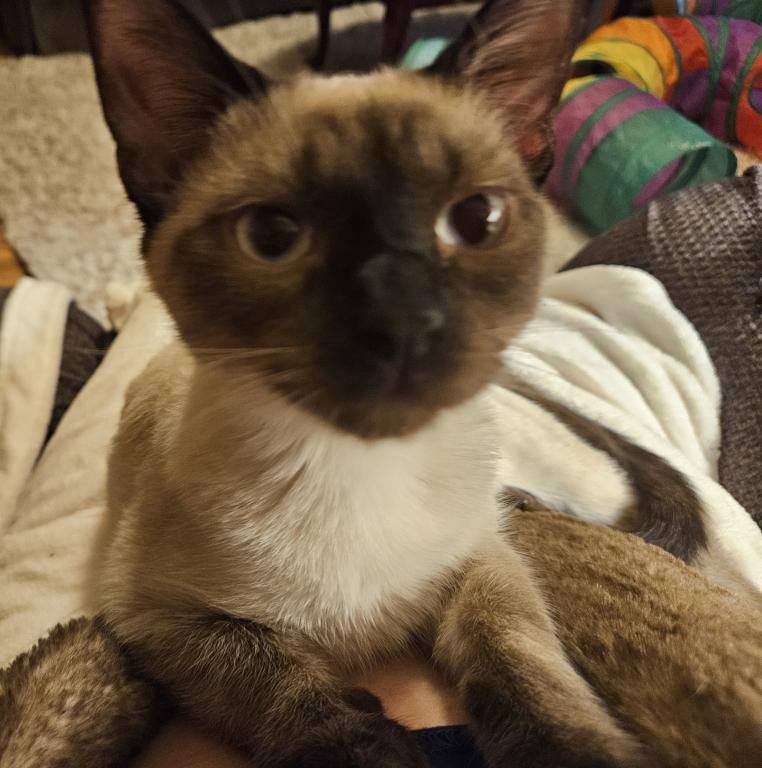 Siamese  Chocolate photo 6