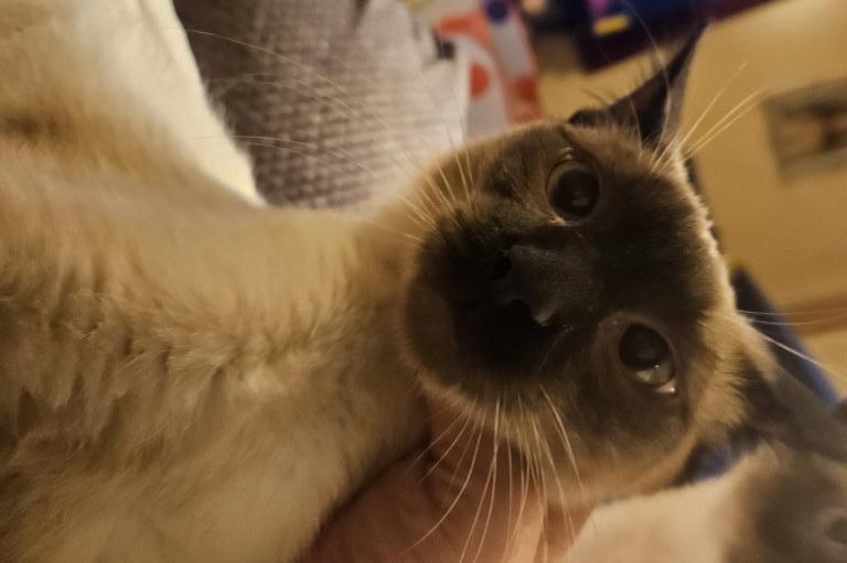 Siamese  Chocolate photo 1